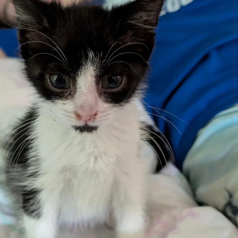 A baby small-sized female Domestic Short Hair cat named Cher for adoption in Chattanooga, TN