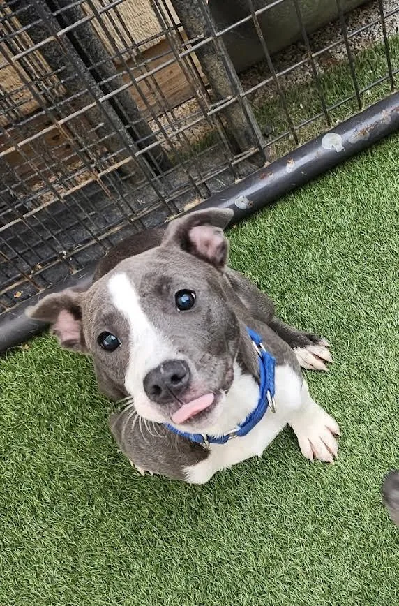 A baby medium-sized female Pit Bull Terrier dog named Allie for adoption in Hopkinsville, KY