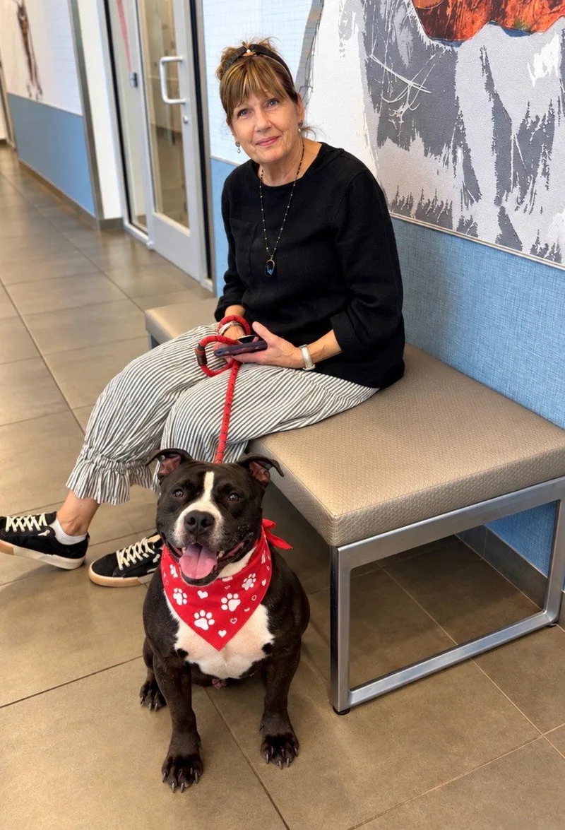An adult large-sized male Terrier dog named Jimi for adoption in Euless, TX