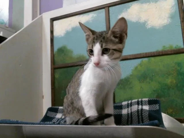A baby small-sized male Domestic Short Hair cat named Silver for adoption in Houston, TX