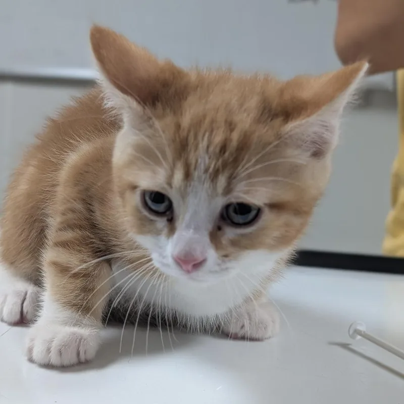A baby small-sized male Orange / Red Domestic Short Hair cat named Leo for adoption in Canton, IL