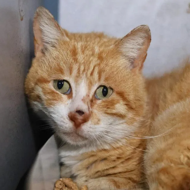 A young medium-sized male Domestic Short Hair cat named Taz for adoption in San Antonio, TX