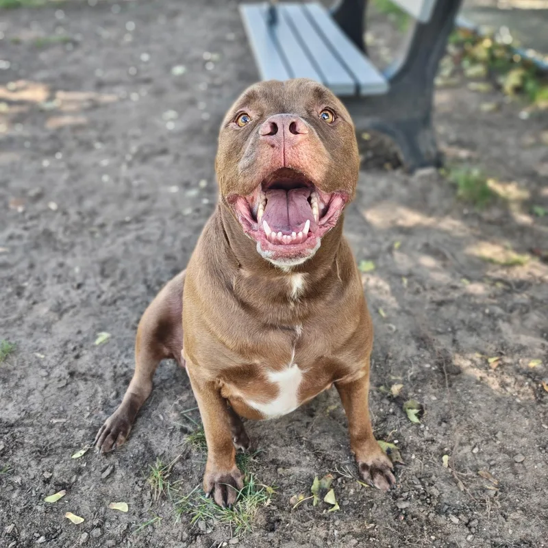 An adult large-sized male Brown / Chocolate Mixed Breed dog named Sumo for adoption in Mount Pleasant, MI