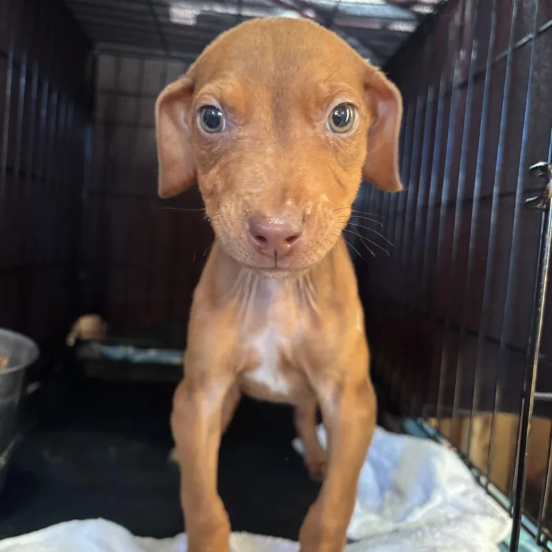 A baby medium-sized male Brown / Chocolate Pit Bull Terrier dog named Dil for adoption in Floresville, TX