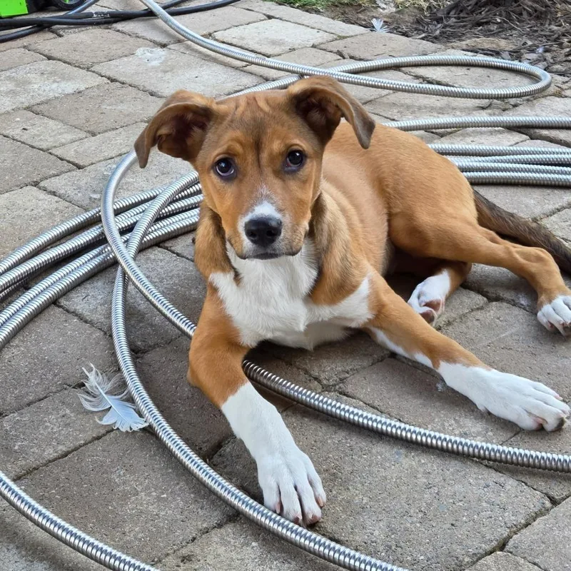 A baby medium-sized female Yellow / Tan / Blond / Fawn Beagle dog named Rumi for adoption in Alexandria, VA