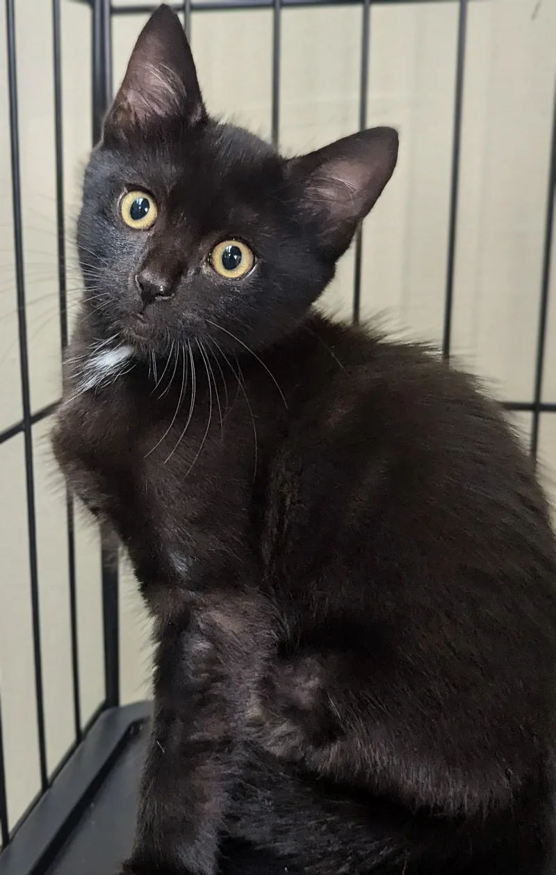 A baby medium-sized male Black Domestic Short Hair cat named Chili for adoption in Jackson, GA