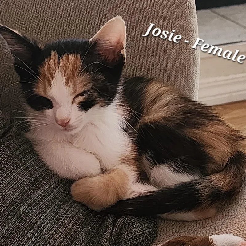 A baby small-sized female Calico cat named Josie for adoption in Bentonville, AR