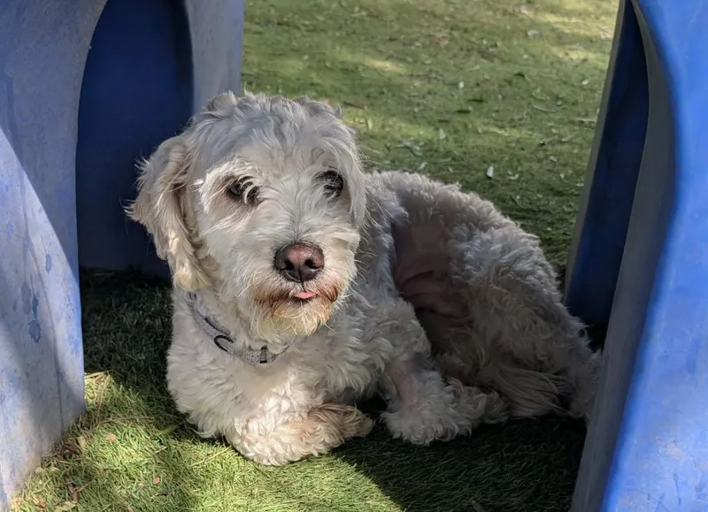 A young small-sized female Poodle dog named Tootles for adoption in San Diego, CA