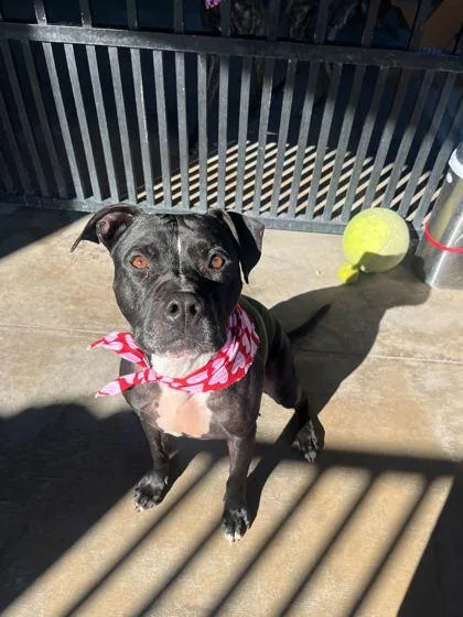 A senior medium-sized male Pit Bull Terrier dog named Loopy for adoption in Knoxville, TN