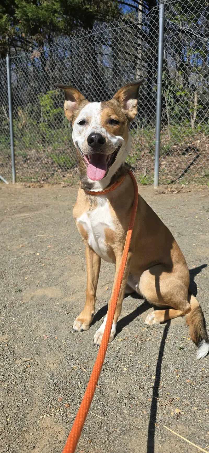 A young medium-sized male Yellow / Tan / Blond / Fawn Shepherd dog named Tater for adoption in Orange, VA