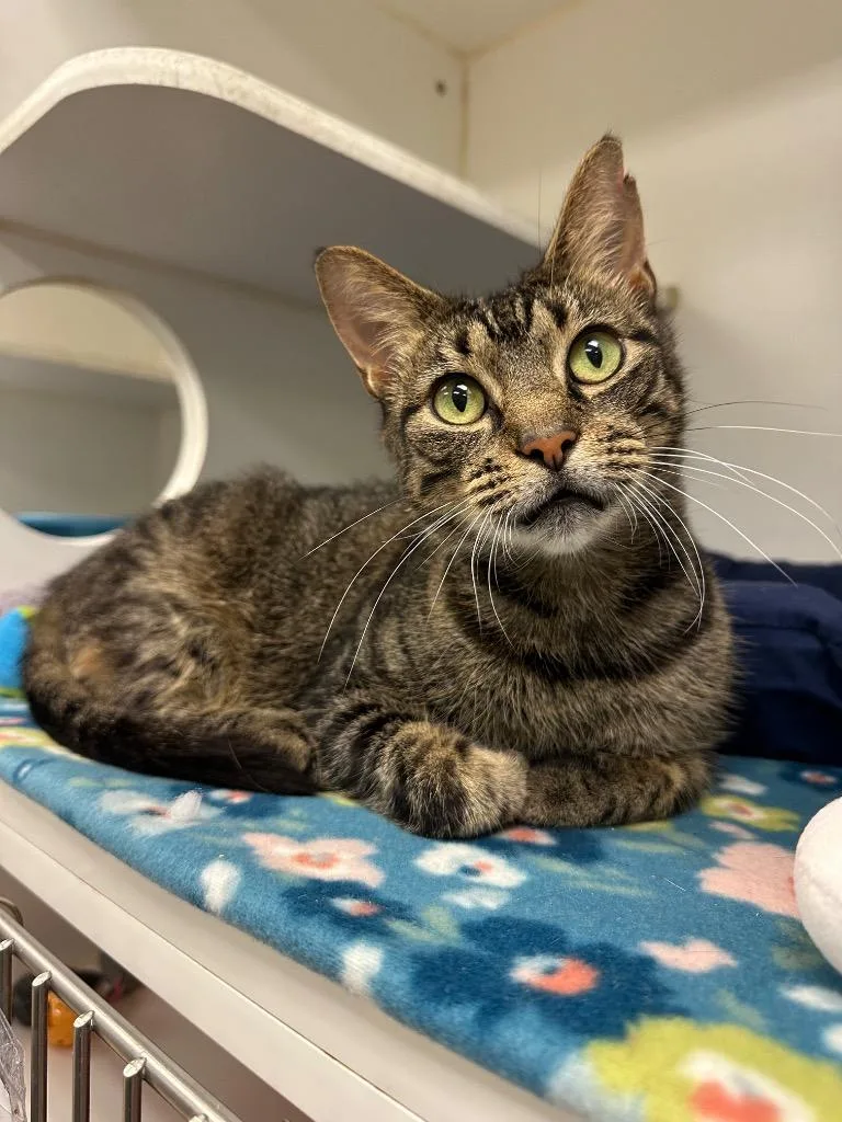 A young medium-sized female Domestic Short Hair cat named Crystal for adoption in Johnson City, TN