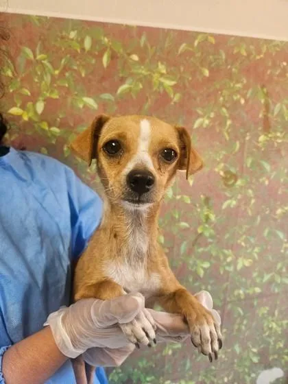 An adult small-sized female Chihuahua dog named Pieni for adoption in San Antonio, TX