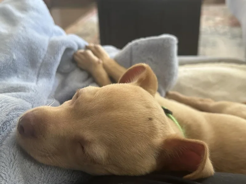 A baby small-sized male Chihuahua dog named Sweet Potato for adoption in Elkhart , IN