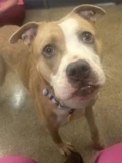Daphne