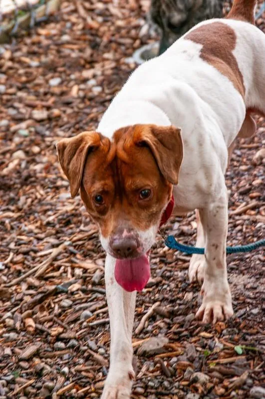 An adult medium-sized male White / Cream Mixed Breed dog named Fruit Loop for adoption in Cincinnati, OH