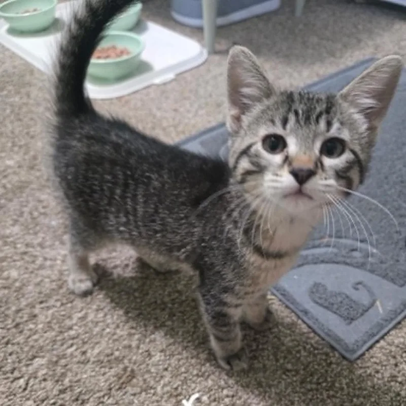 A baby small-sized male Gray / Blue / Silver Domestic Short Hair cat named Arthur C for adoption in Elbow Lake, MN
