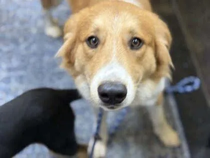 An adult large-sized male Mixed Breed dog named Jackson for adoption in Memphis, TN