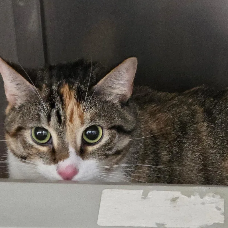 An adult large-sized female Domestic Short Hair cat named Hazel for adoption in Auburn, AL