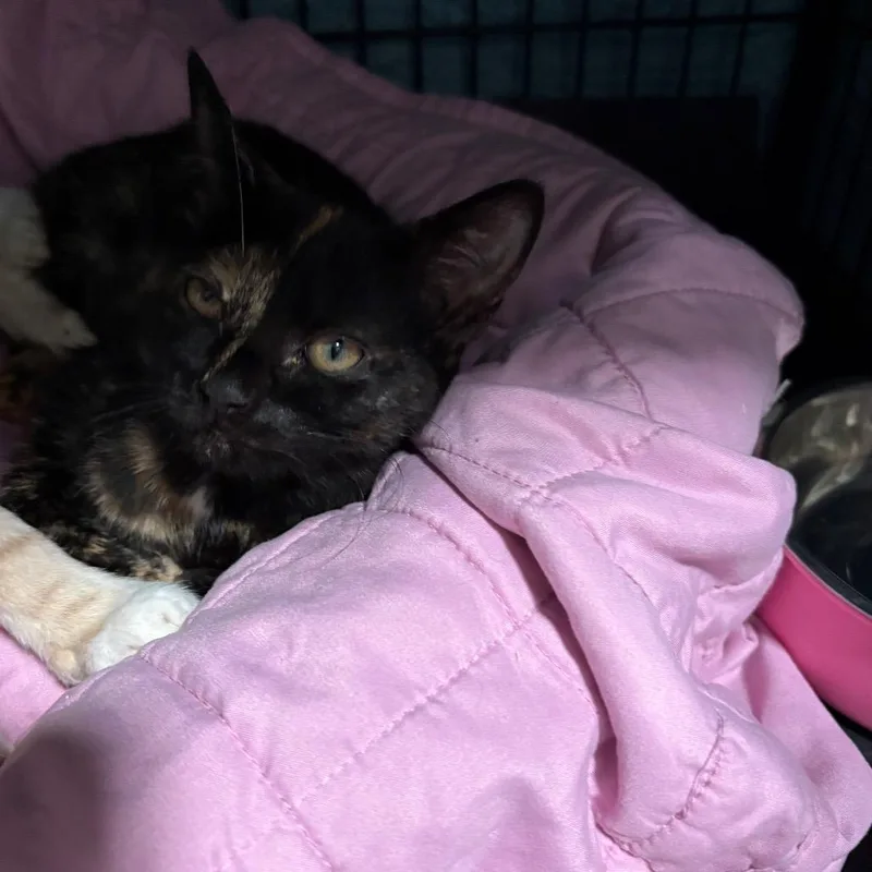Cleo thumbnail 2