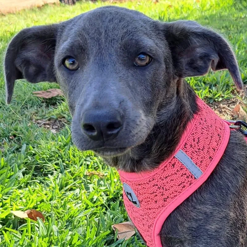 A baby medium-sized female Labrador Retriever dog named Tamara for adoption in Orange, CA