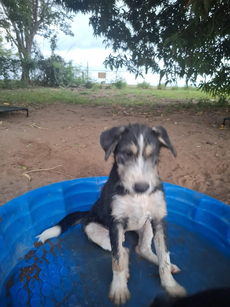 BEETHOVEN  loves water thumbnail 3