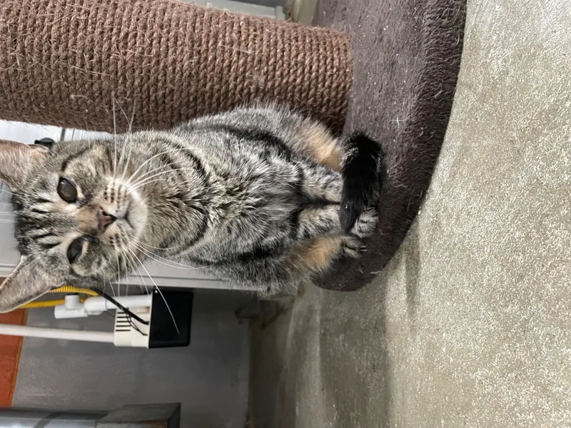 Little Girl thumbnail 2