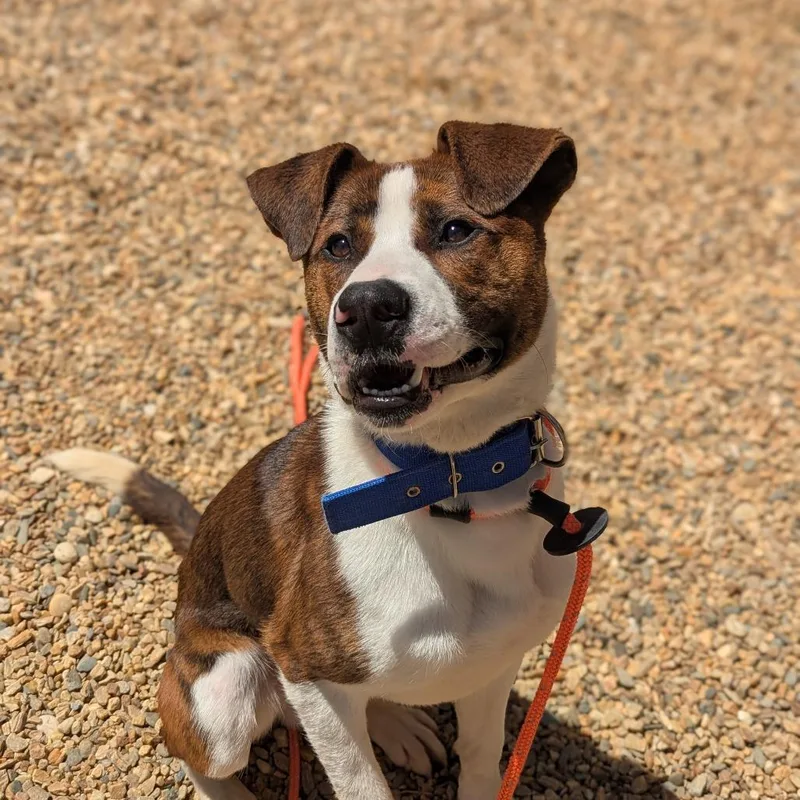 An adult large-sized male White / Cream Mixed Breed dog named Squirrel for adoption in Lenoir, NC