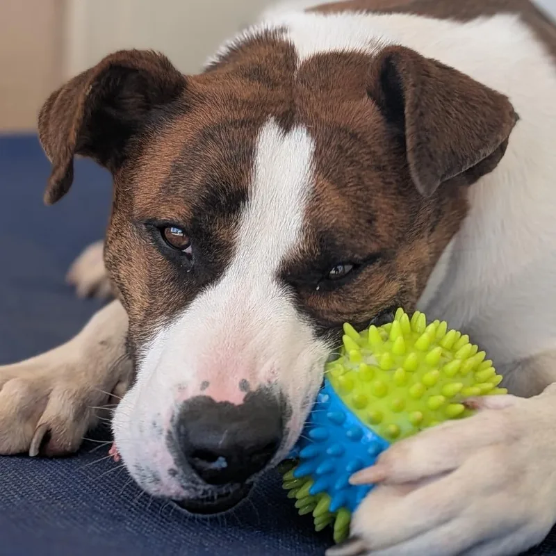 Squirrel thumbnail 3