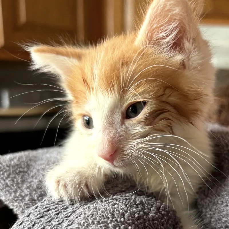A baby medium-sized male Orange & White Domestic Short Hair cat named Loganberry for adoption in Charles City, IA