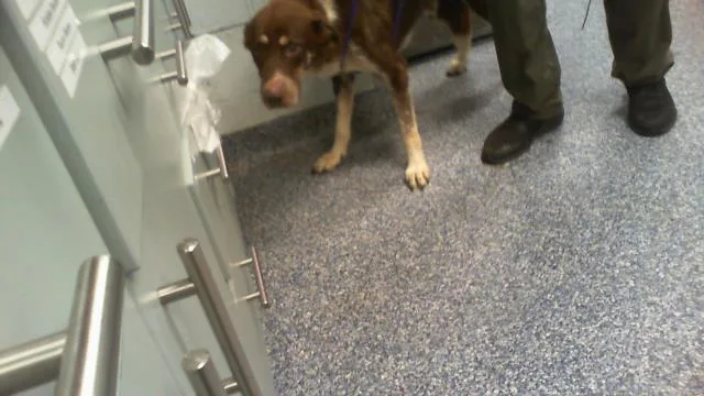 An adult medium-sized male Mixed Breed dog named Bingo for adoption in Charlotte, NC