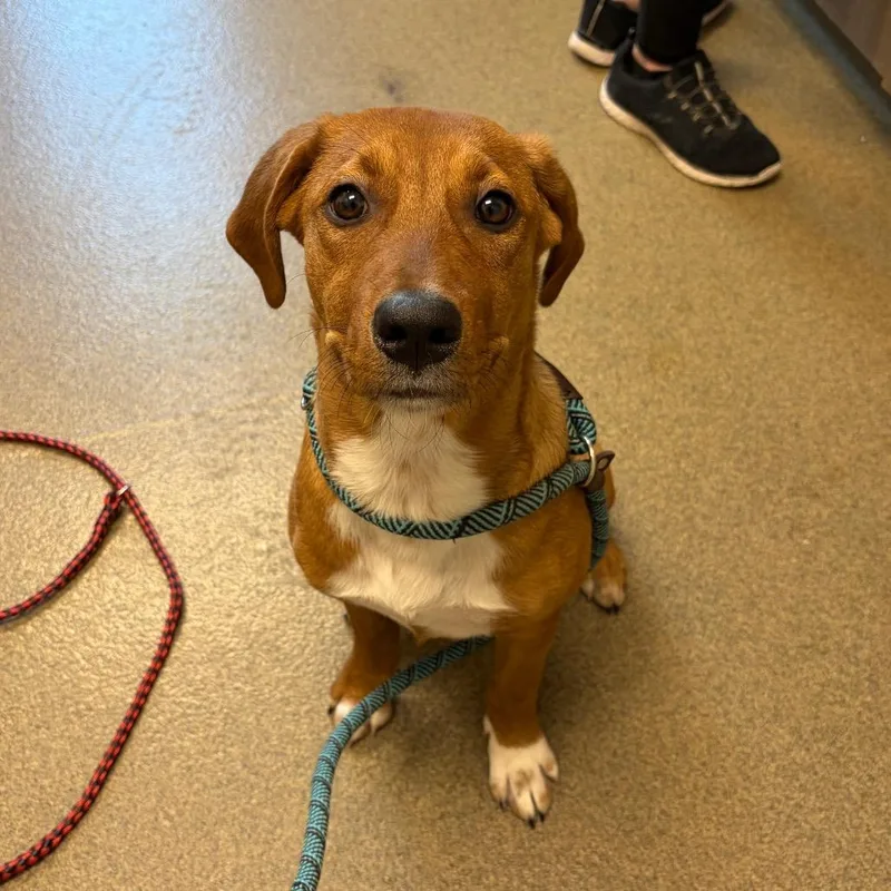 A young medium-sized female Brown / Chocolate Hound dog named Lana for adoption in Council Bluffs, IA