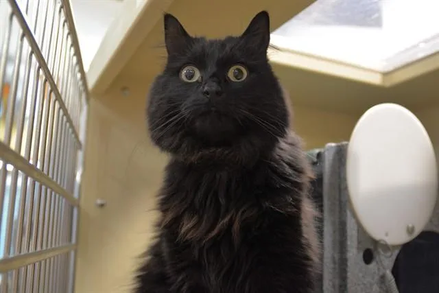 An adult medium-sized female Domestic Long Hair cat named Sassy Lassie for adoption in Colorado Springs, CO
