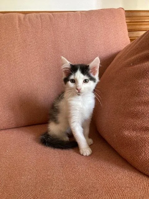 A baby small-sized male Black & White / Tuxedo Domestic Medium Hair cat named Jimmy for adoption in Salisbury, NC