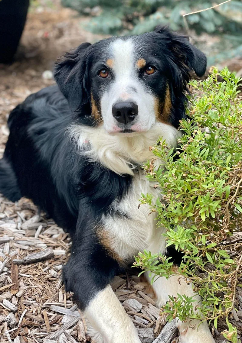 Tricksie thumbnail 2