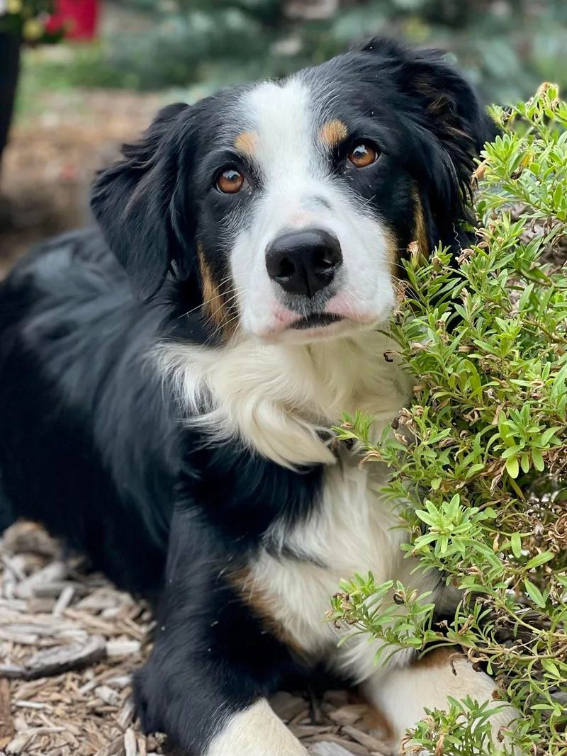 An adult large-sized female Tricolor (Brown, Black, & White) Australian Shepherd dog named Tricksie for adoption in Kiowa, OK