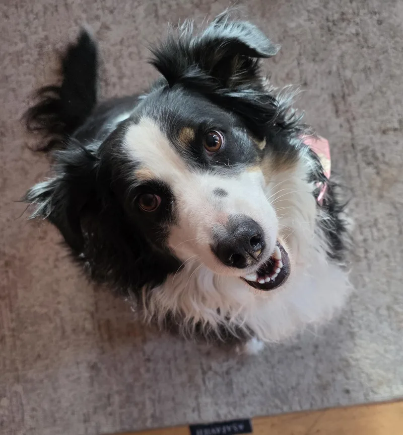 Tricksie thumbnail 3