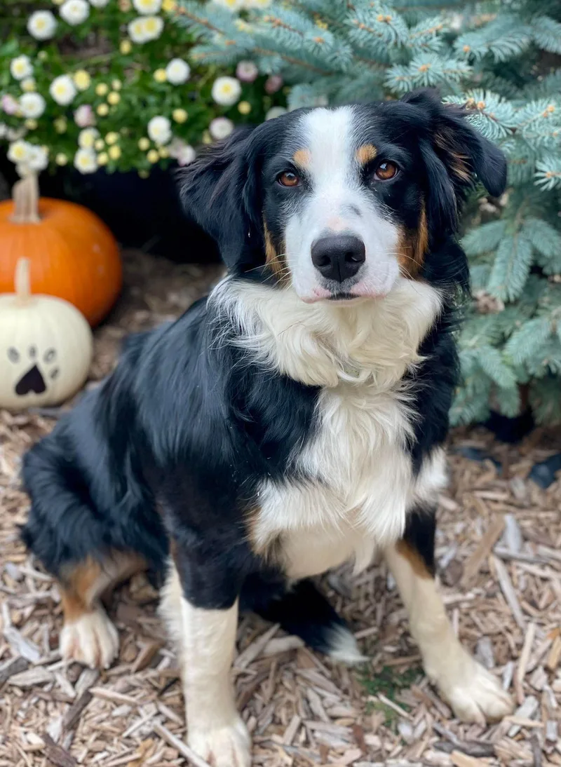 Tricksie thumbnail 5