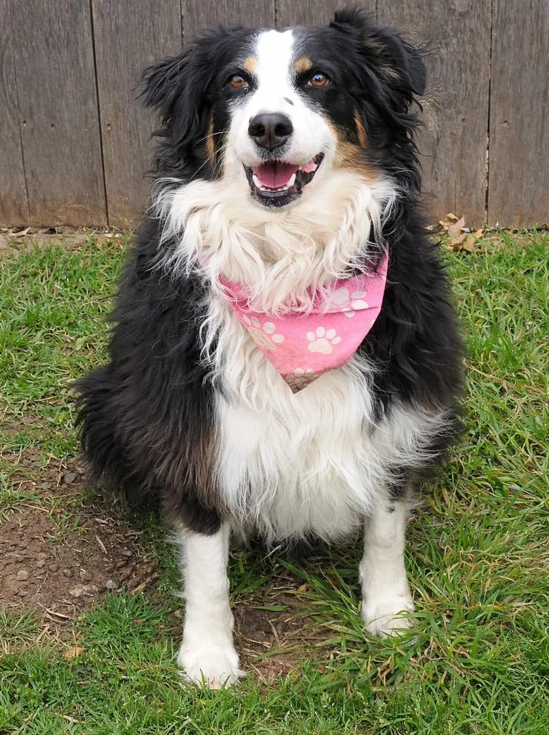 Tricksie thumbnail 6