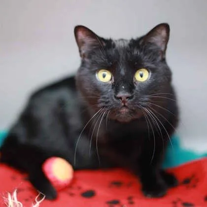 An adult small-sized male Black Domestic Short Hair cat named Jaxon for adoption in Atlanta, GA