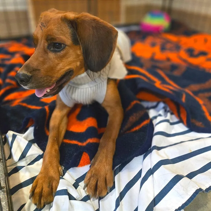 An adult medium-sized male Black Mixed Breed dog named Lil Mac for adoption in Chattanooga, TN