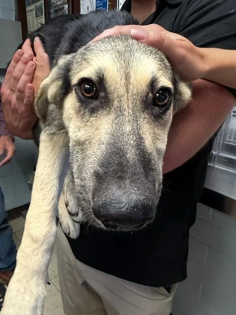 A baby small-sized female German Shepherd Dog dog named Amy Wong for adoption in Stockton, CA