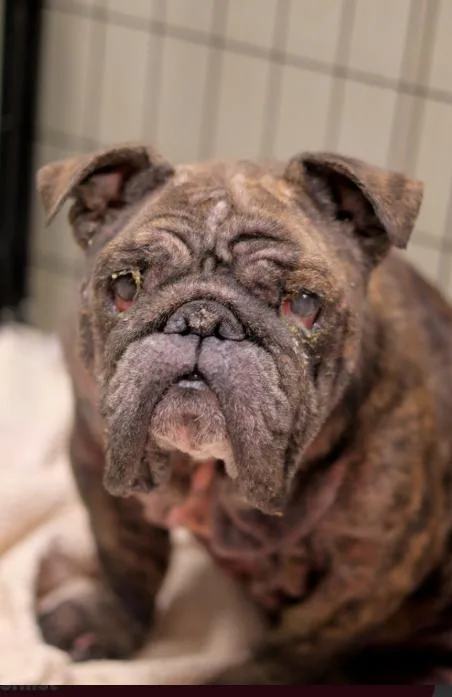 An adult medium-sized female Brindle American Bulldog dog named June for adoption in Chicago, IL