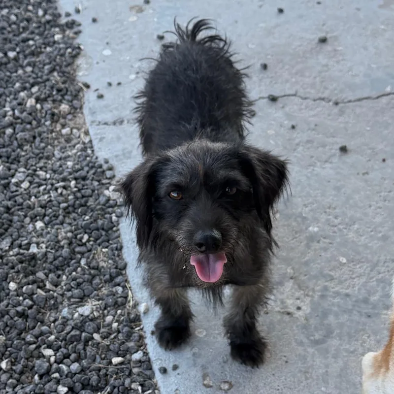 An adult small-sized male Mixed Breed dog named Louis for adoption in Midland, TX