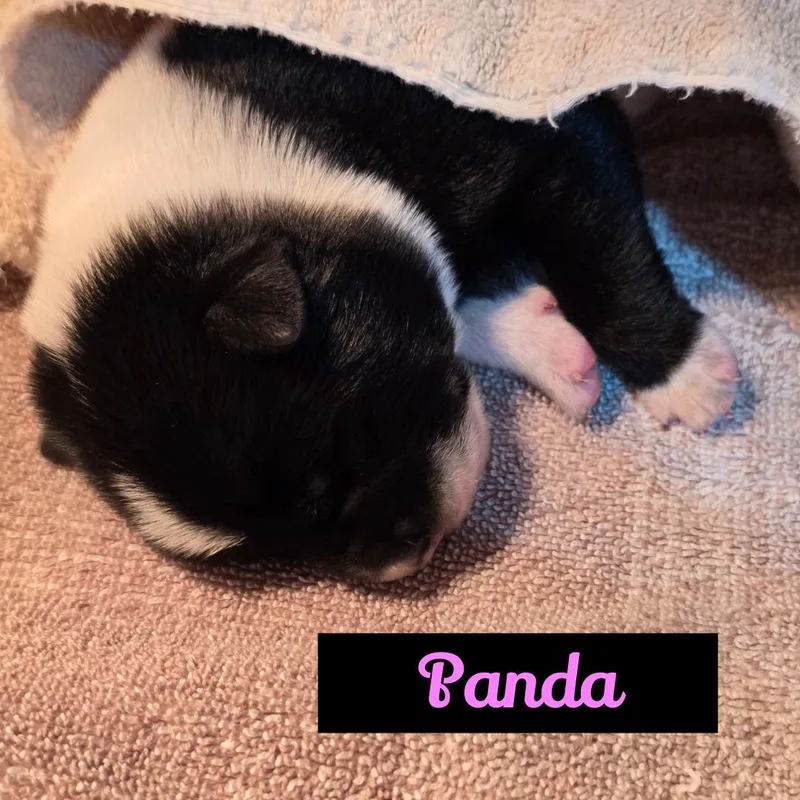 A baby medium-sized female Australian Cattle Dog / Blue Heeler dog named Panda for adoption in Powell Butte, OR