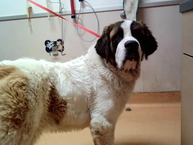 A young large-sized female Saint Bernard dog named Fur Elise for adoption in Martinez, CA