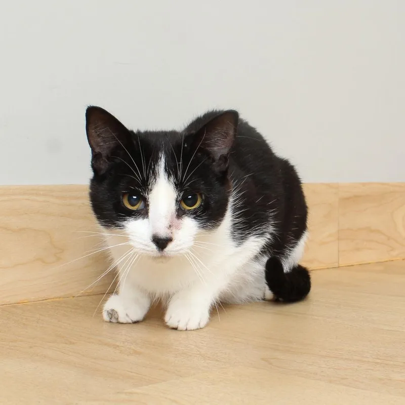 An adult medium-sized female Black Domestic Short Hair cat named Little Annie C for adoption in Minnetonka, MN