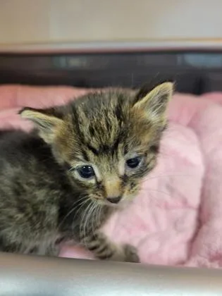 A baby small-sized female Domestic Short Hair cat named Pop Tart for adoption in Fishers, IN