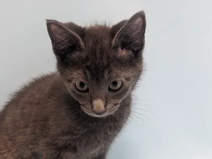 A baby small-sized female Domestic Short Hair cat named Miles for adoption in Coon Rapids, MN