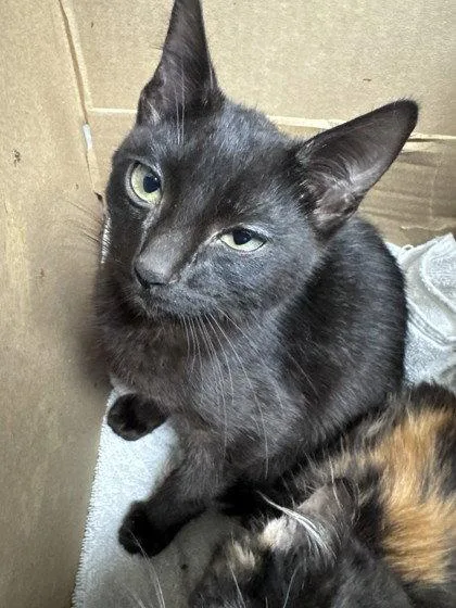 A baby small-sized male Black Domestic Short Hair cat named Bo for adoption in Oakland, CA