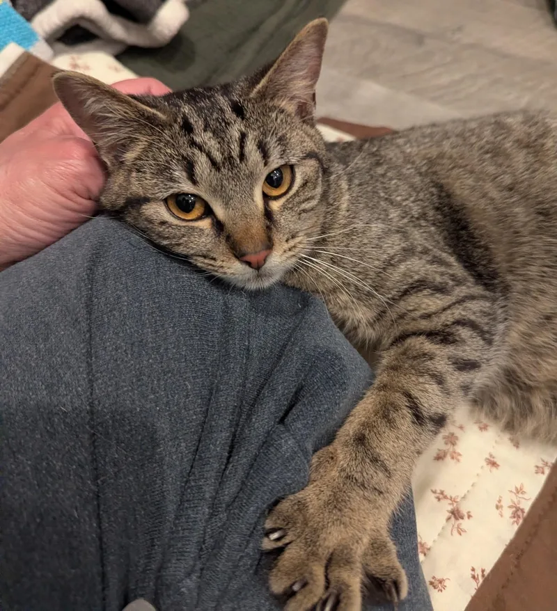 An adult medium-sized female Tabby (Gray / Blue / Silver) Domestic Short Hair cat named Blynken for adoption in Rossville, TN